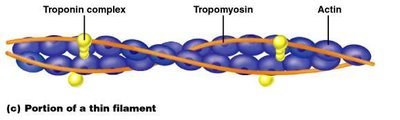 Thin filament structure with actin, tropomyosin, and troponin