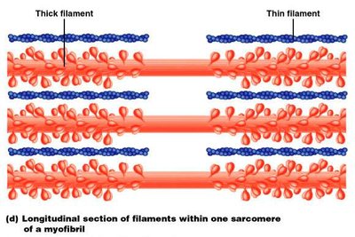 Longitudinal section of filaments within a sarcomere