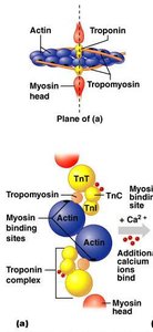Calcium binding to troponin and exposure of myosin binding sites