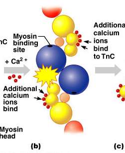 Additional calcium binding to troponin