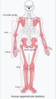 Human appendicular skeleton diagram