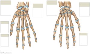 Bones of the wrist and hand