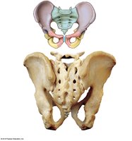 Pelvis, posterior view