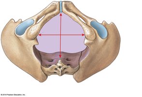 Pelvic outlet limits