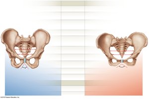 Male vs. female pelvis comparison