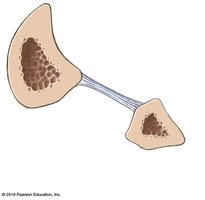 Tibia and fibula, transverse section