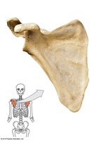 Scapula bone
