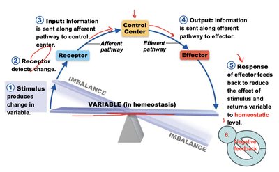 Diagram of a negative feedback loop in homeostasis