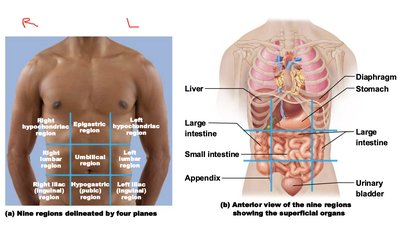 Abdominopelvic regions