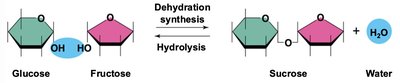 Dehydration synthesis and hydrolysis of carbohydrates
