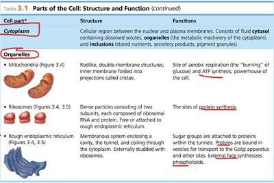 Table of organelles and functions
