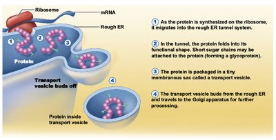 Phospholipid structure