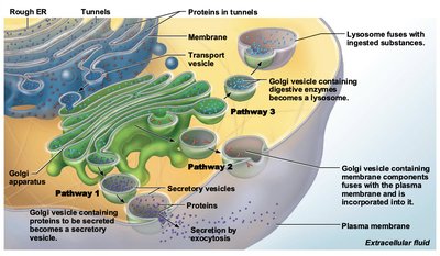 Types of cell junctions