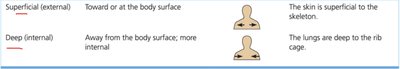 Directional terms table 3