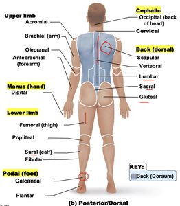 Posterior body regions