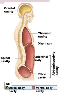 Body cavities diagram