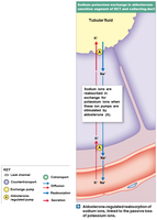 Diagram of hydrogen ion secretion and bicarbonate reabsorption in DCT