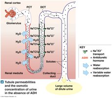 Diagram of urine formation in absence of ADH