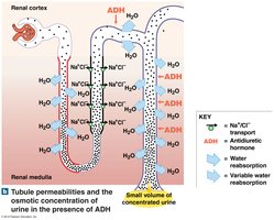 Diagram of urine formation in presence of ADH