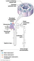Diagram of nephron structure and tubular fluid flow