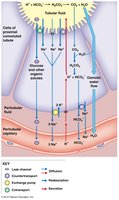 Diagram of PCT transport mechanisms