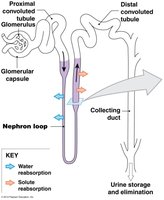 Diagram of nephron loop and transport mechanisms