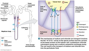Diagram of nephron loop permeability and osmotic concentration