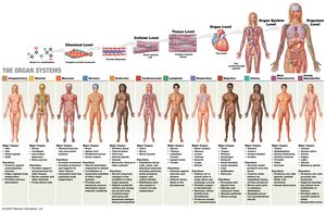 Diagram of the organ systems and levels of organization