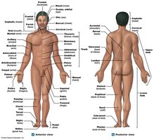 Anatomical landmarks and body regions