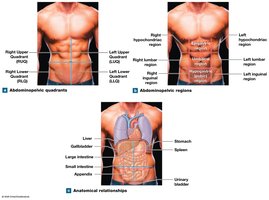 Abdominopelvic quadrants and regions