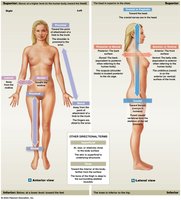 Directional terms and anatomical orientation