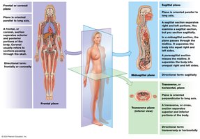 Sectional planes of the human body