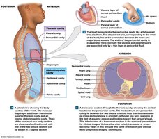 Body cavities and their relationships