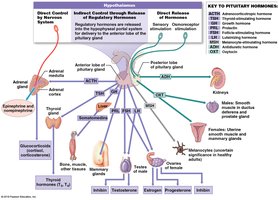 Pituitary hormones and their targets