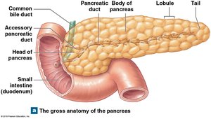 Anatomy of the pancreas