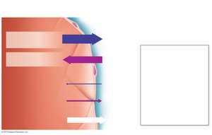 Net filtration at arteriolar end of capillary