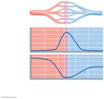 Blood flow velocity and total cross-sectional area of vessels