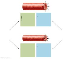 Intrinsic and extrinsic control of arteriolar smooth muscle