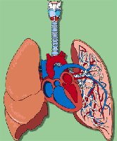 Pulmonary circuit and blood flow in lungs
