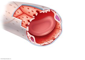 Capillary transport mechanisms