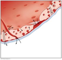 Capillary transport mechanisms (large substances)