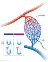 Bulk fluid flow across capillary walls
