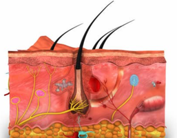 Diagram of skin layers and accessory structures