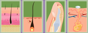 Illustrations of hair, nail, and gland structures