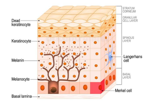 Diagram of epidermal cell types and layers