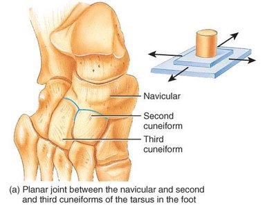 Planar joint in the foot