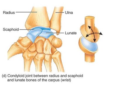 Condyloid joint in the wrist