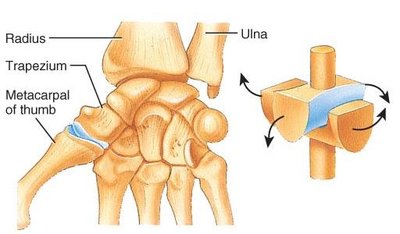 Saddle joint in the thumb