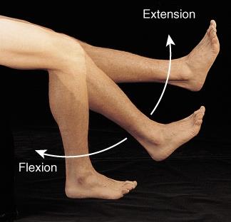 Flexion and extension of the lower leg