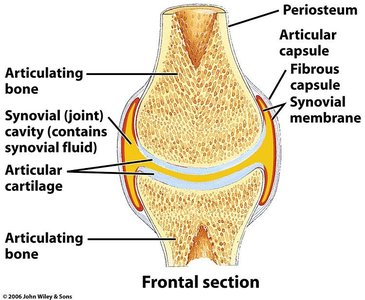 Frontal section of a synovial joint